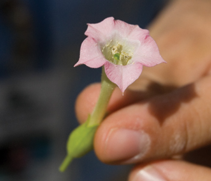 Cigar Tobacco Flower, Cigar Press Magazine