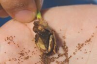 Image of Mature and Brown Cigar Tobacco Seed