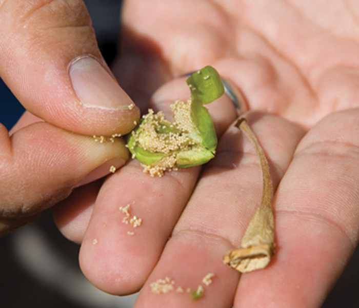 Immature Tobacco Seed, Cigar Strain, Cigar Press Magazine