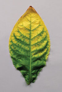 Leaf Metamorphosis