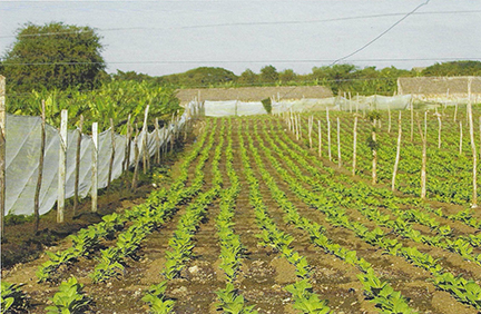 La Aurora Cigars Tobacco Farm 