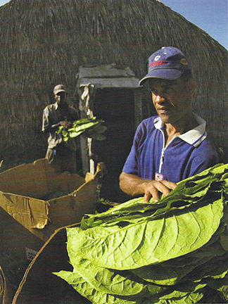 La Aurora Cigars Field Worker