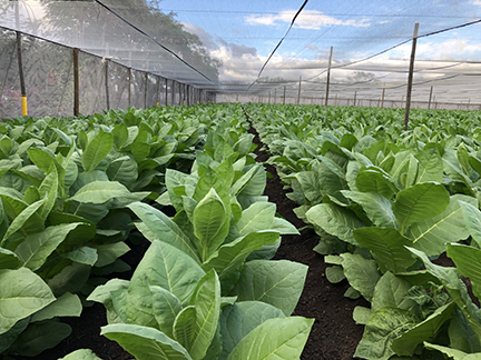 The Land Tobacco Farm