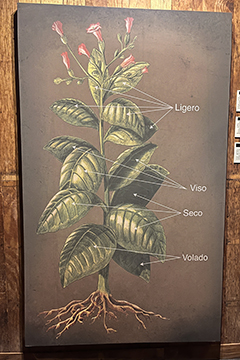 La Aurora Tobacco Primings Poster