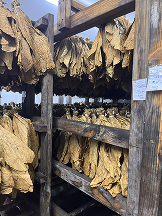 Hanging Hands of Tobacco