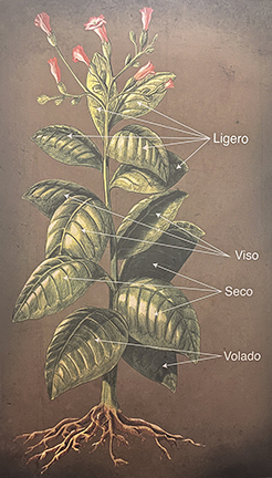 Tobacco Primings Diagram